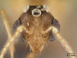 Image of Pheidole braueri Forel 1897