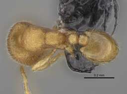 Image of Myrmicinae