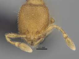 Image of Myrmicinae