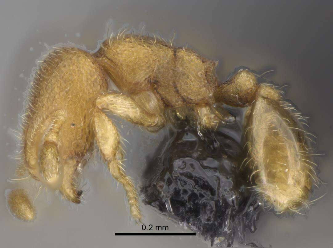 Image of Myrmicinae