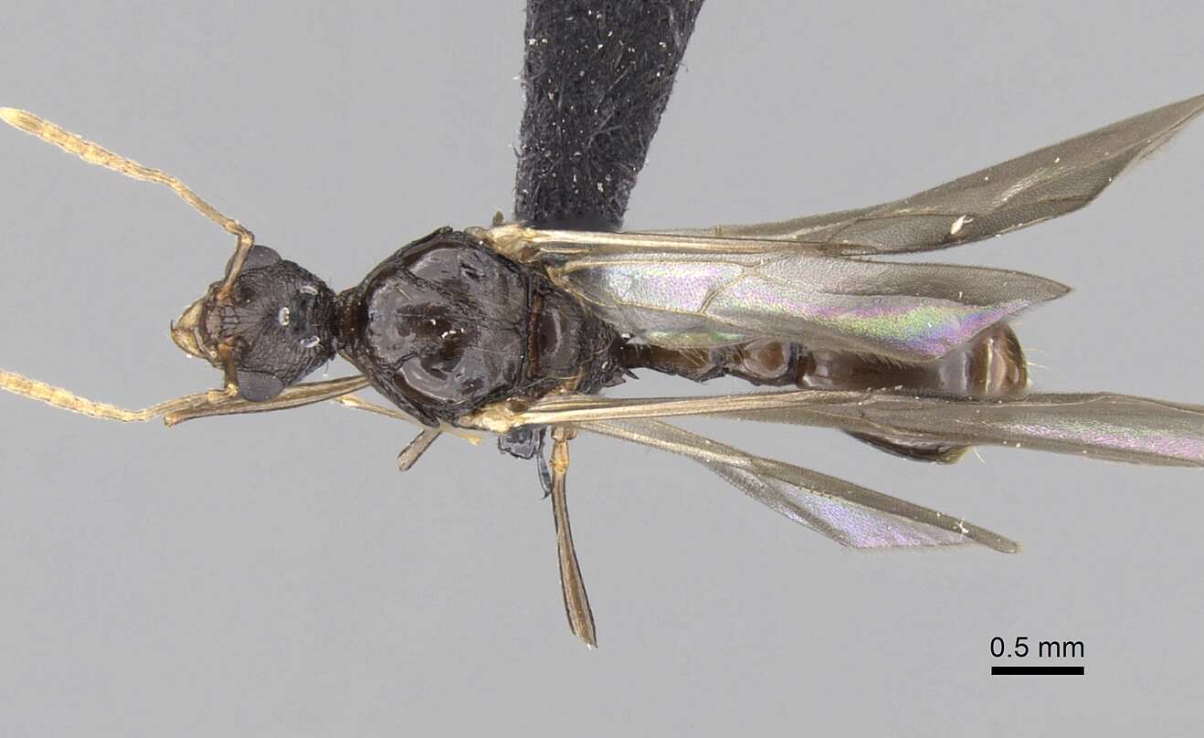 Image of Tetramorium tosii Emery 1899