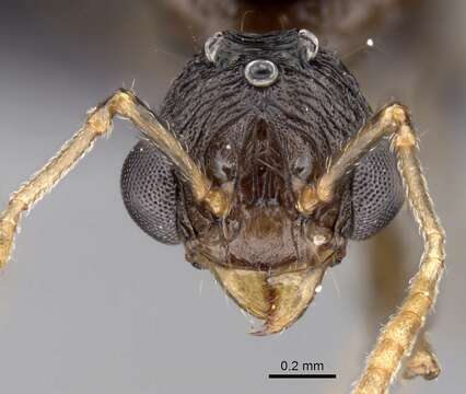 Image of Tetramorium tosii Emery 1899