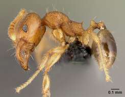 Image of Pheidole parva Mayr 1865