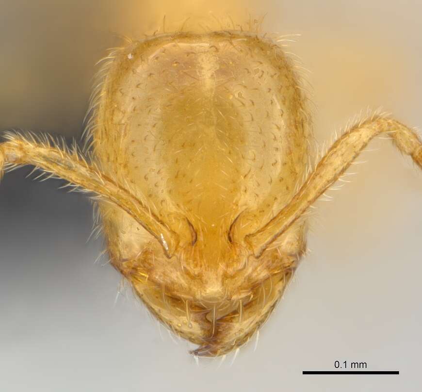 Image of Syllophopsis cryptobia