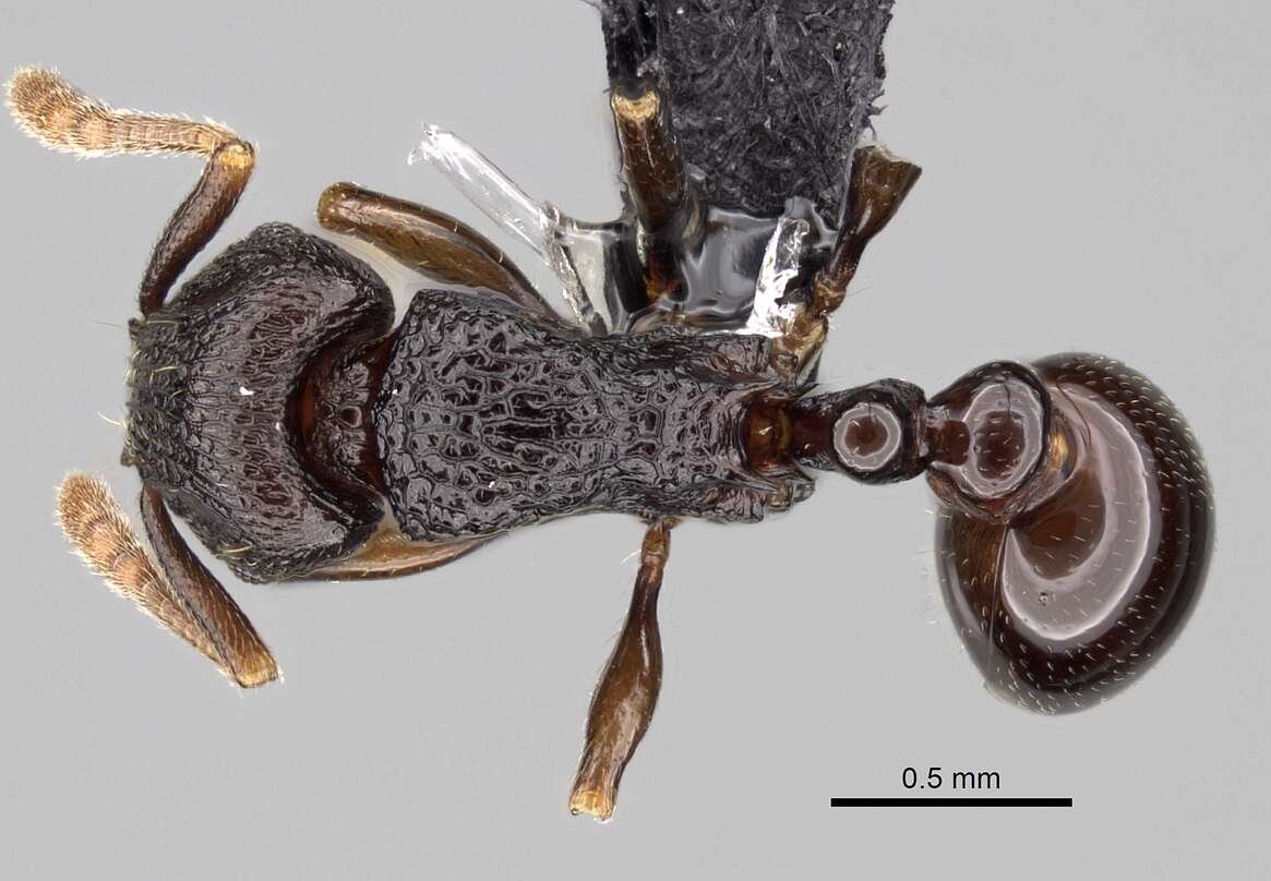 Image of Tetramorium tenuinode