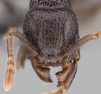 Image of Tetramorium tenuinode