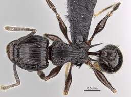 Image of Tetramorium electrum Bolton 1979