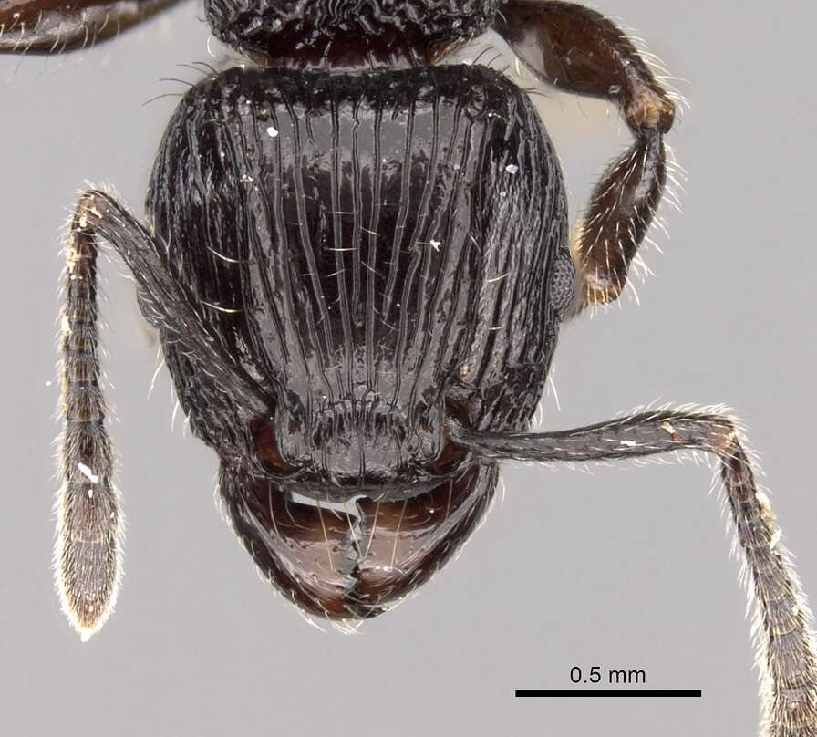 Image of Tetramorium electrum Bolton 1979