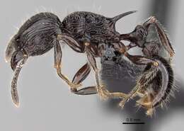 Image of Tetramorium electrum Bolton 1979