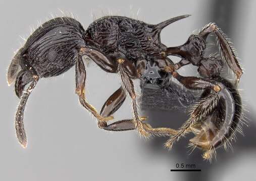 Image of Tetramorium electrum Bolton 1979