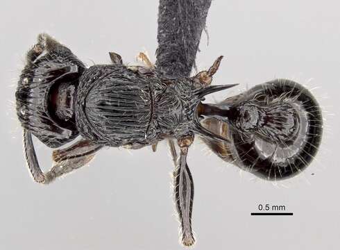 Image of Tetramorium electrum Bolton 1979