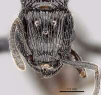 Image of Tetramorium electrum Bolton 1979