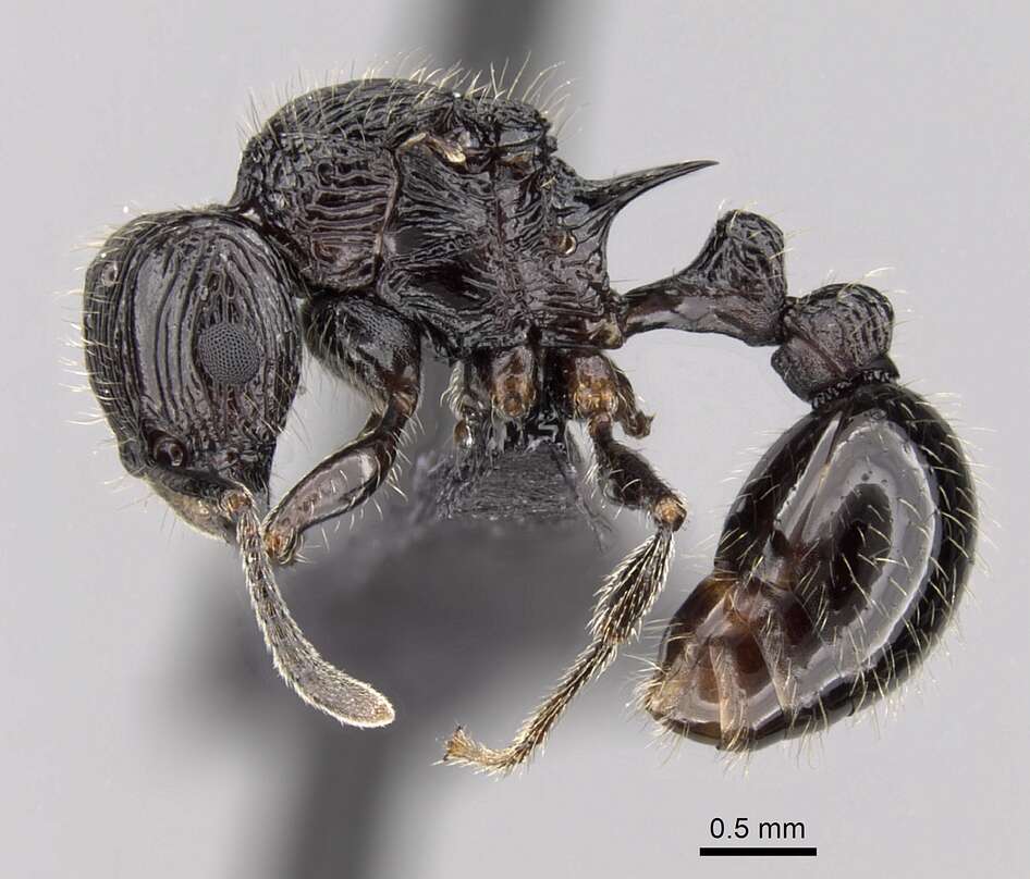 Image of Tetramorium electrum Bolton 1979