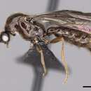 Image of Adetomyrma cassis