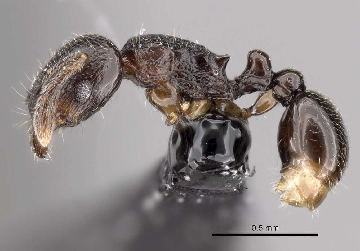 Image of Tetramorium cognatum Bolton 1979