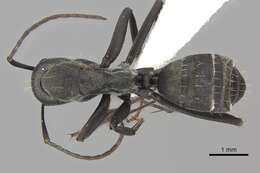 Plancia ëd Camponotus cinctellus (Gerstaecker 1859)