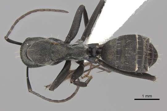 صورة Camponotus cinctellus (Gerstaecker 1859)