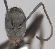 صورة Camponotus cinctellus (Gerstaecker 1859)