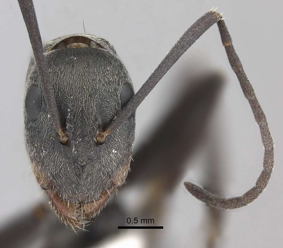 Plancia ëd Camponotus cinctellus (Gerstaecker 1859)