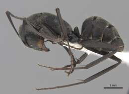 Plancia ëd Camponotus cinctellus (Gerstaecker 1859)