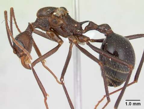 Aphaenogaster gonacantha (Emery 1899)的圖片