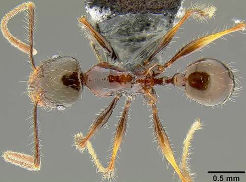 Image de Pheidole colaensis Mann 1921