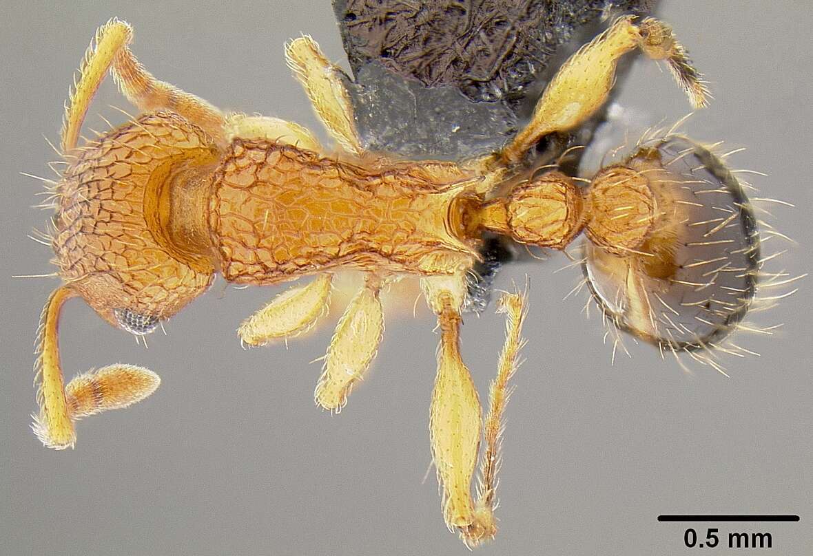 Image of Tetramorium