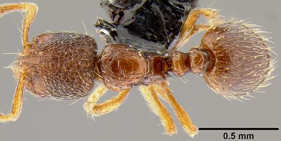 Image of Adelomyrmex samoanus Wilson & Taylor 1967