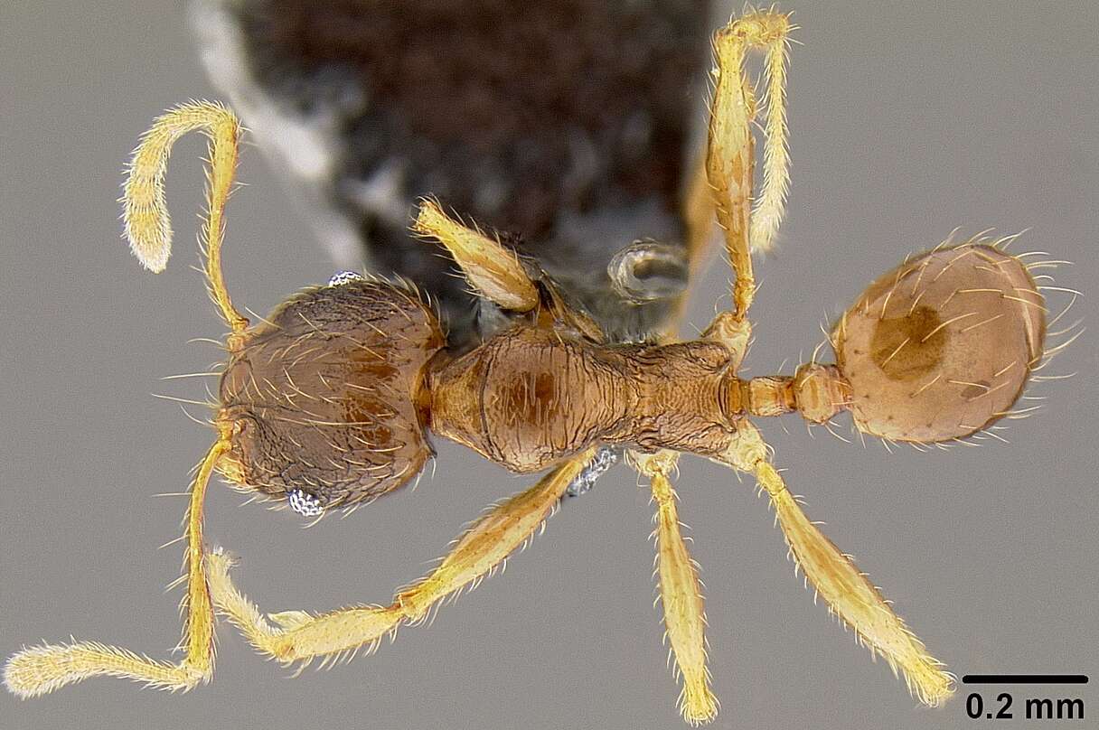 Image of Pheidole knowlesi Mann 1921