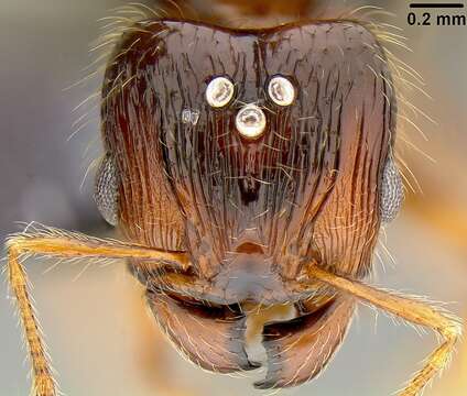 Image of Pheidole knowlesi Mann 1921