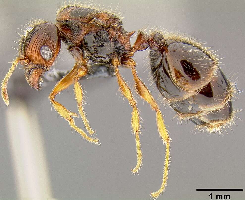 Image of Pheidole knowlesi Mann 1921