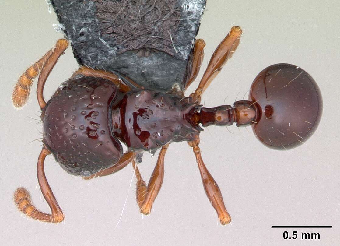 Image of Pristomyrmex mandibularis Mann 1921