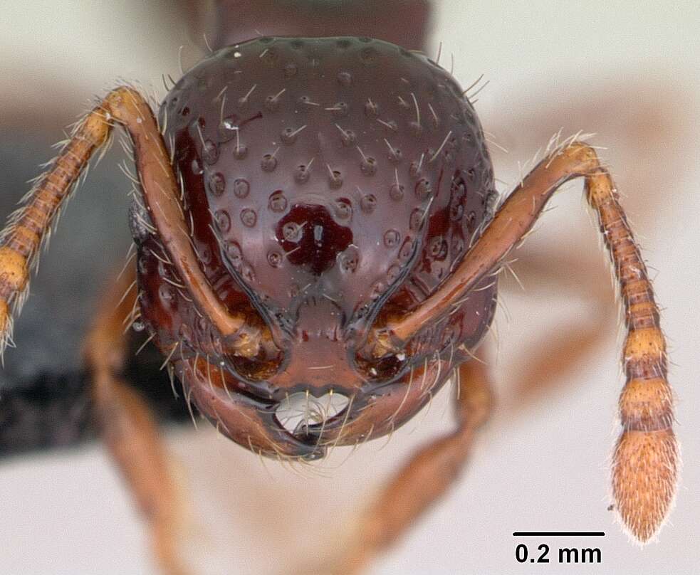 Image of Pristomyrmex mandibularis Mann 1921