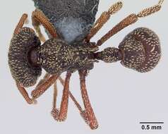 Image of Eurhopalothrix insidiatrix Taylor 1980