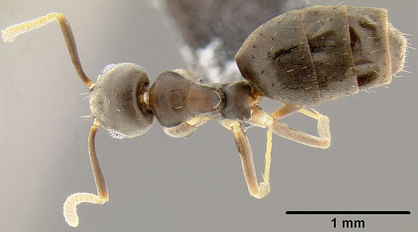 Image of Technomyrmex vitiensis