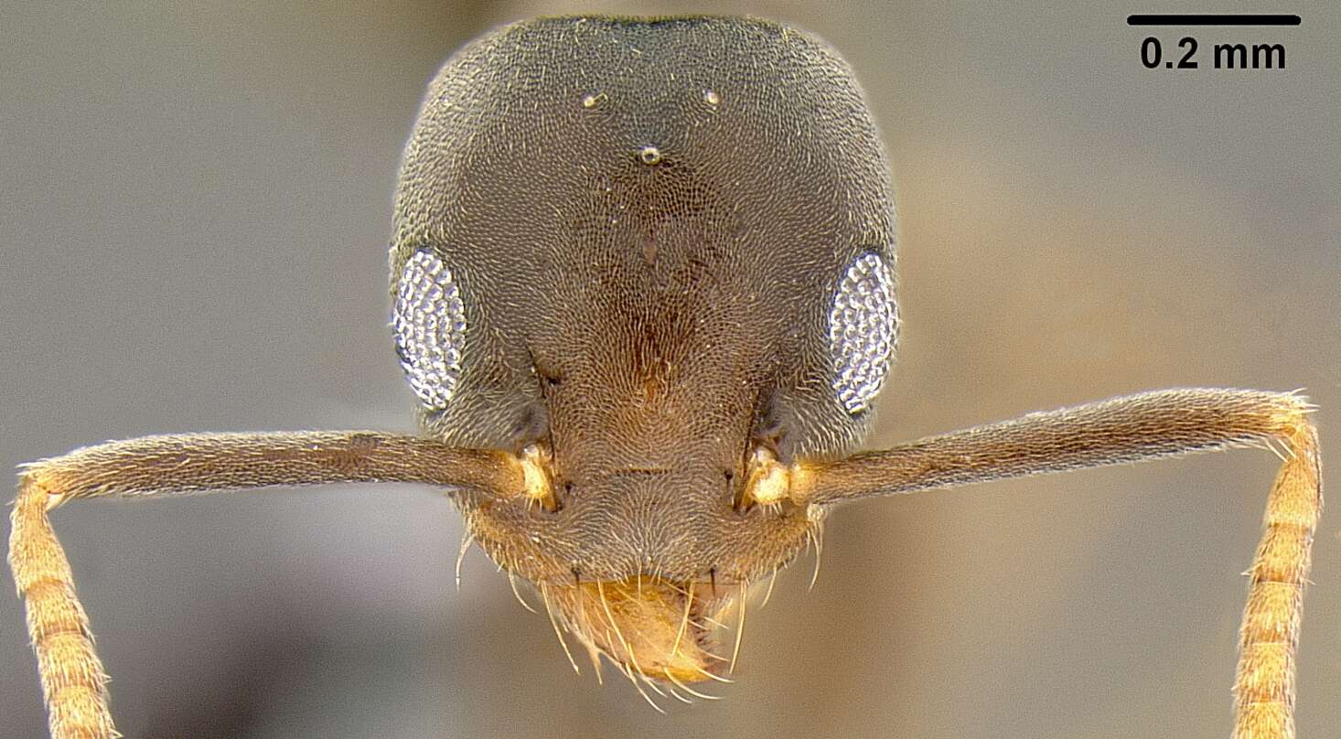 Image of Technomyrmex vitiensis