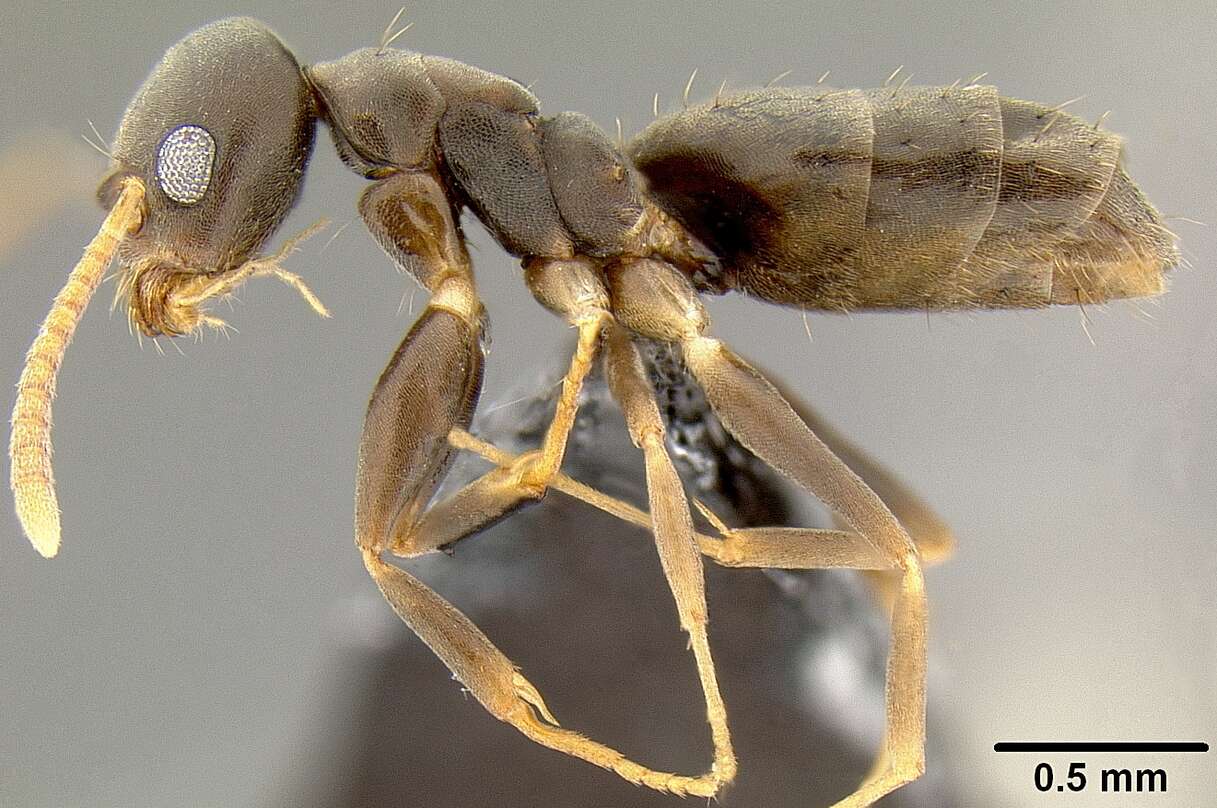 Image of Technomyrmex vitiensis