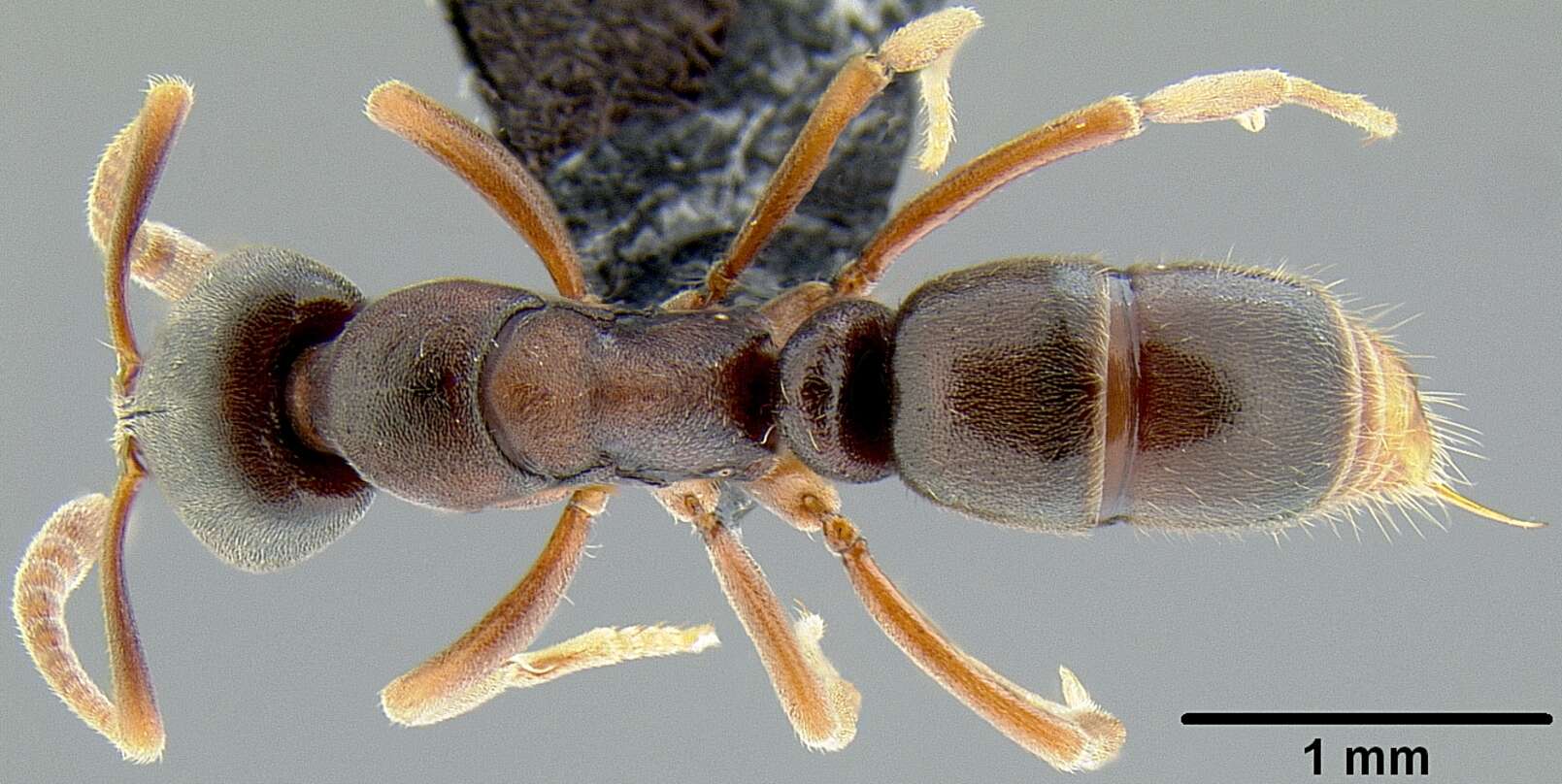 Image of Hypoponera eutrepta (Wilson 1958)