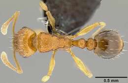 Image of Ant