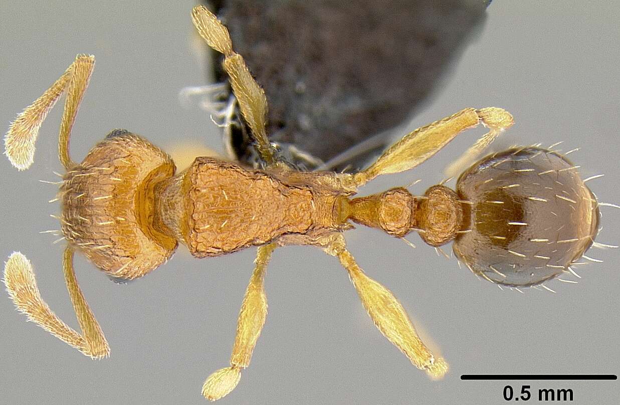 Image of Ant