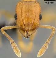 Image of Ant