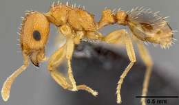 Image of Ant