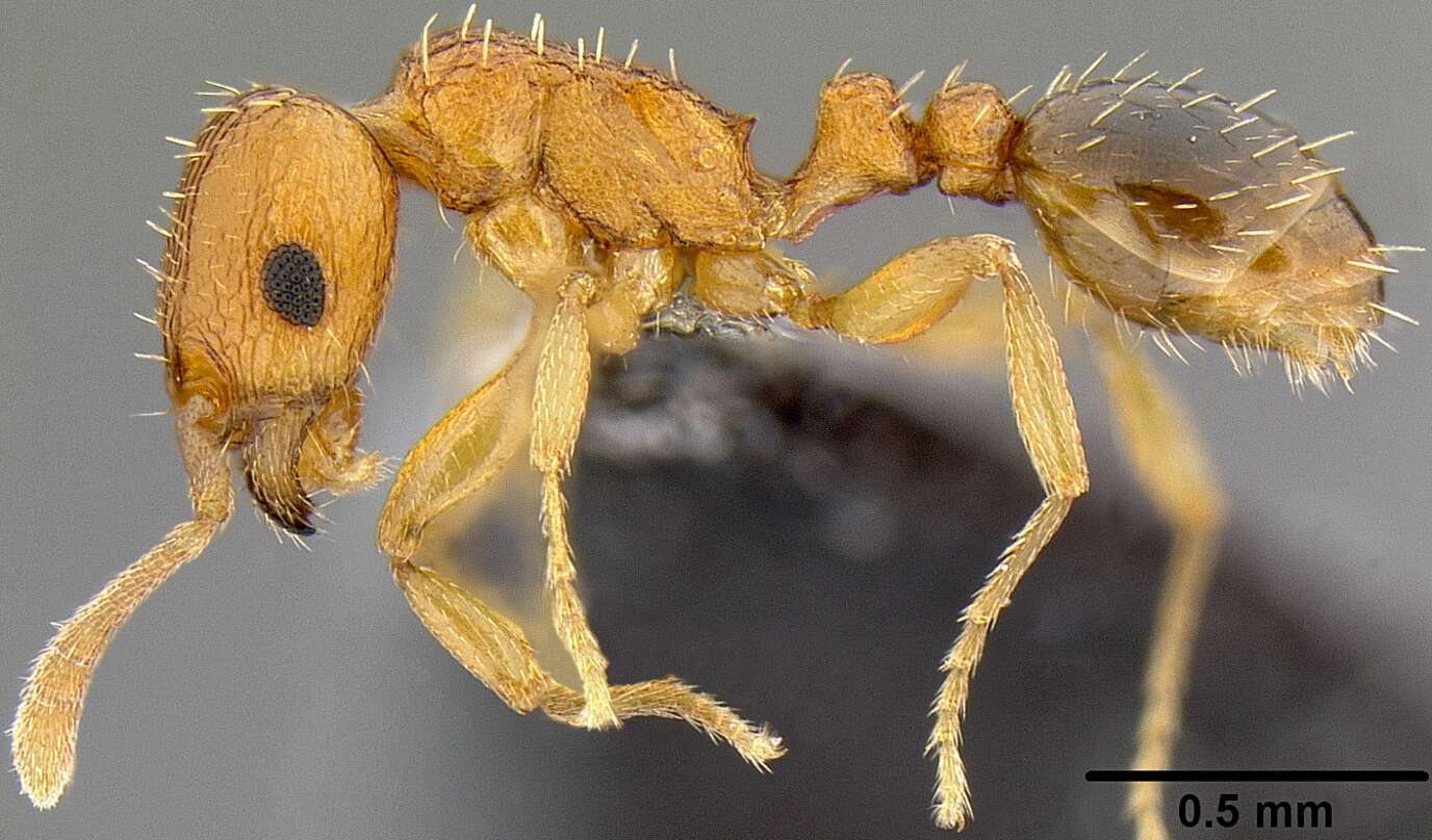 Image of Ant