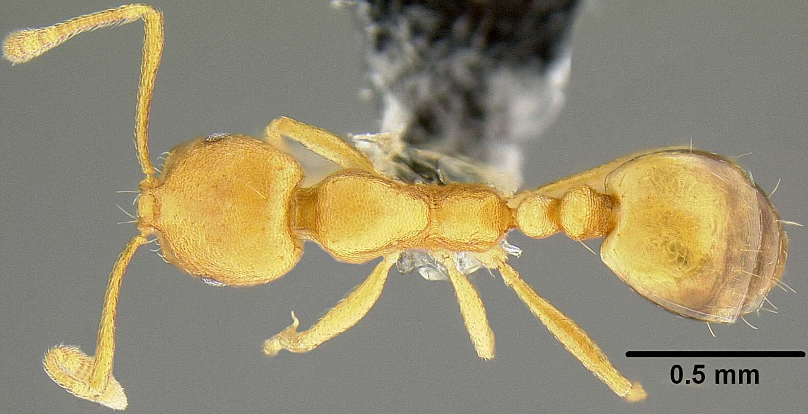 Image of Pharaoh ant