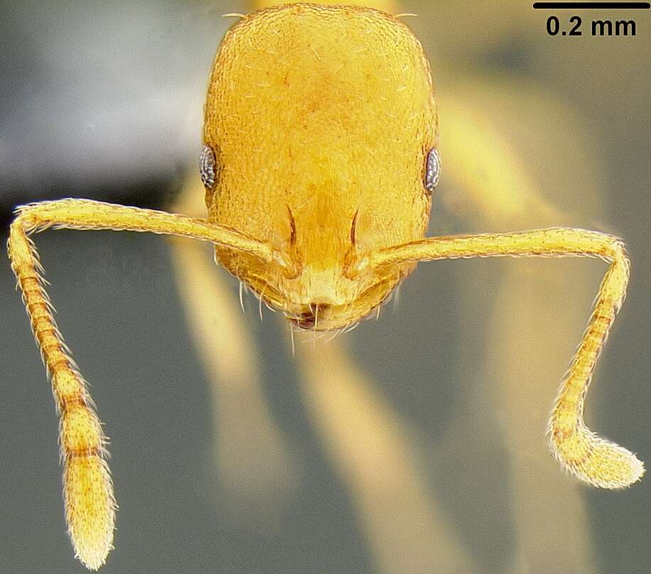 Image of Pharaoh ant