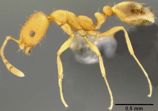 Image of Pharaoh ant