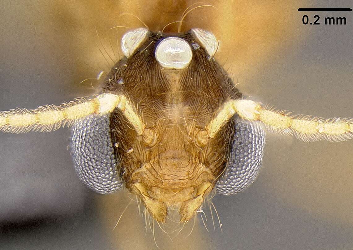 Image of Pheidole knowlesi Mann 1921