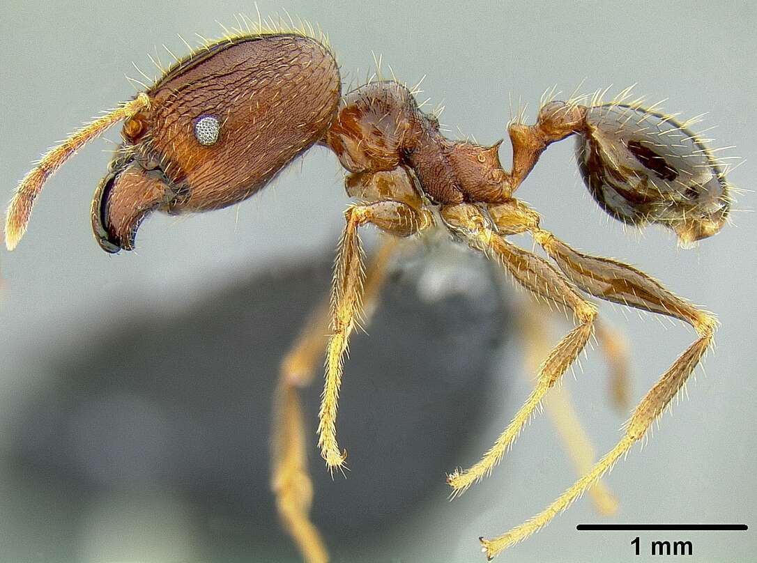 熱烈大頭家蟻的圖片