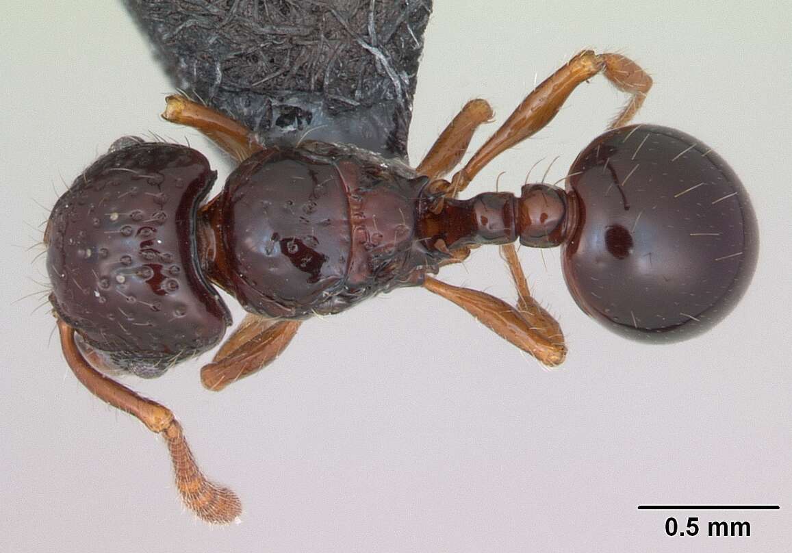 Image of Pristomyrmex mandibularis Mann 1921