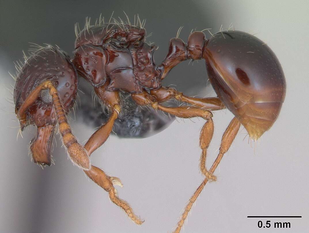 Image of Pristomyrmex mandibularis Mann 1921